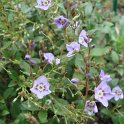 Parahebe catarractae fleur
